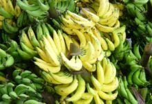 Thai farmers urged to going bananas for ripe returns