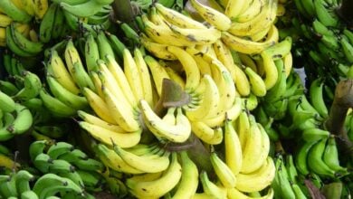 Thai farmers urged to go bananas for ripe returns