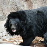 Bear’ly survived: Thai fisherman’s face torn off in horror mauling | Thaiger