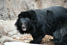 Bear’ly survived: Thai fisherman’s face torn off in horror mauling | Thaiger