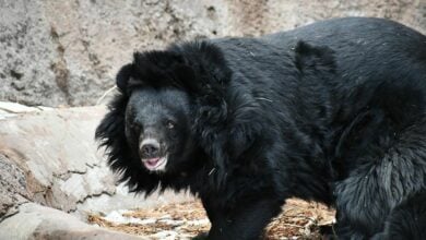 Bear’ly survived: Thai fisherman’s face torn off in horror mauling