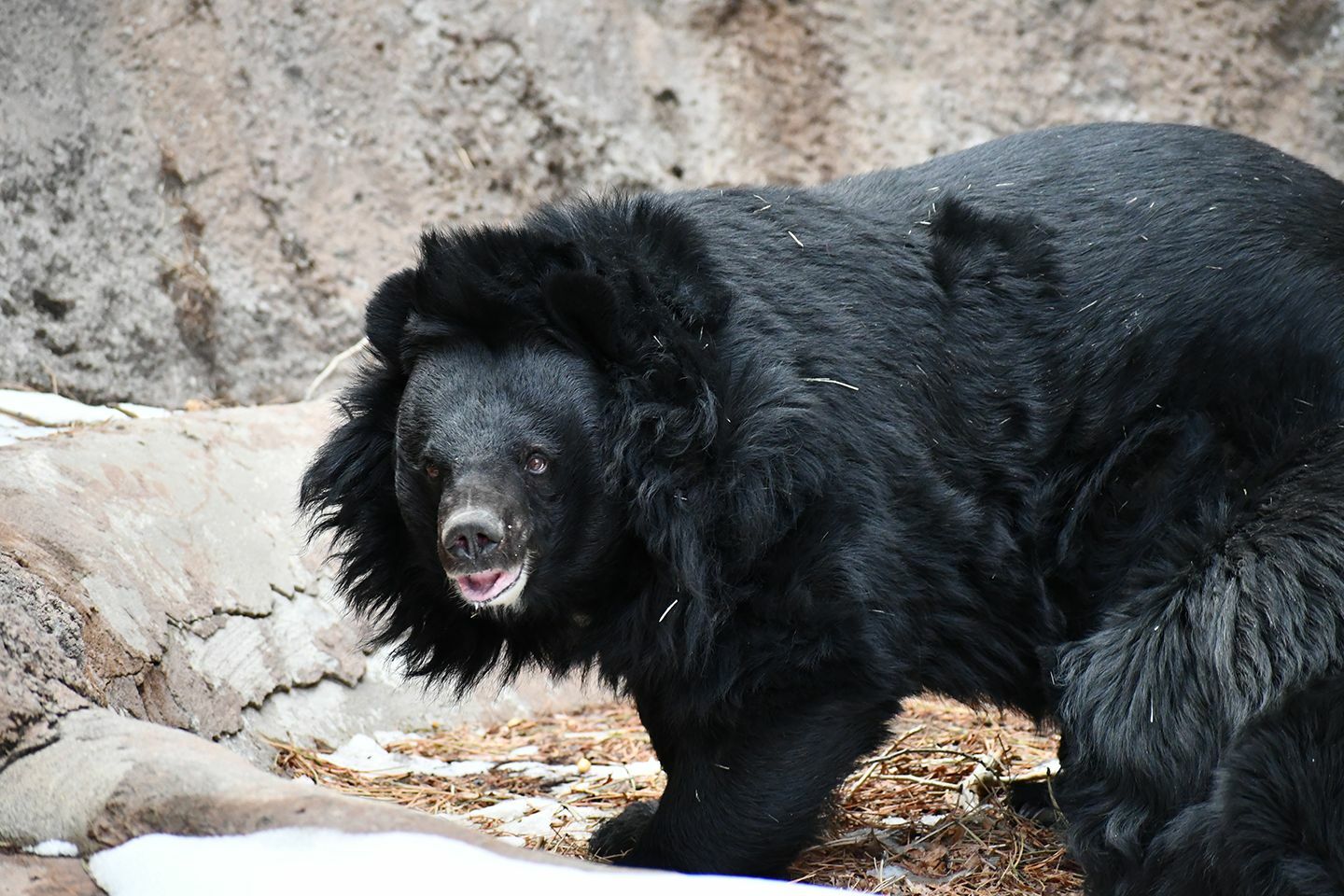 Bear’ly survived: Thai fisherman’s face torn off in horror mauling