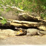 Get snappy: Rare Siamese crocodile sunbathes in style (video)