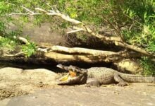 Get snappy: Rare Siamese crocodile sunbathes in style (video)