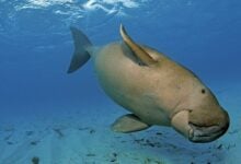 Shell shocked: Minister calls for united front to save dugongs (video)