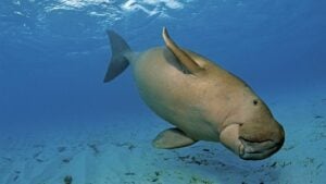 Shell shocked: Minister calls for united front to save dugongs (video)