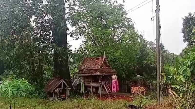 Uthai Thani locals flock to ancient tree for lottery luck | News by Thaiger