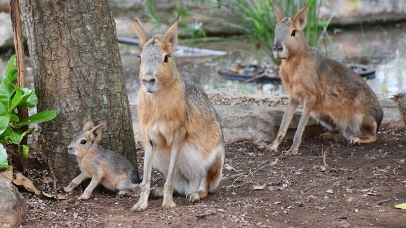 Rodent royalty: Korat Zoo's new Patagonian attraction charms (video) | News by Thaiger