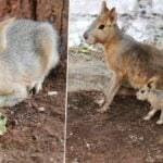 Rodent royalty: Korat Zoo&#8217;s new Patagonian attraction charms (video) | Thaiger