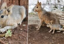 Rodent royalty: Korat Zoo’s new Patagonian attraction charms (video)