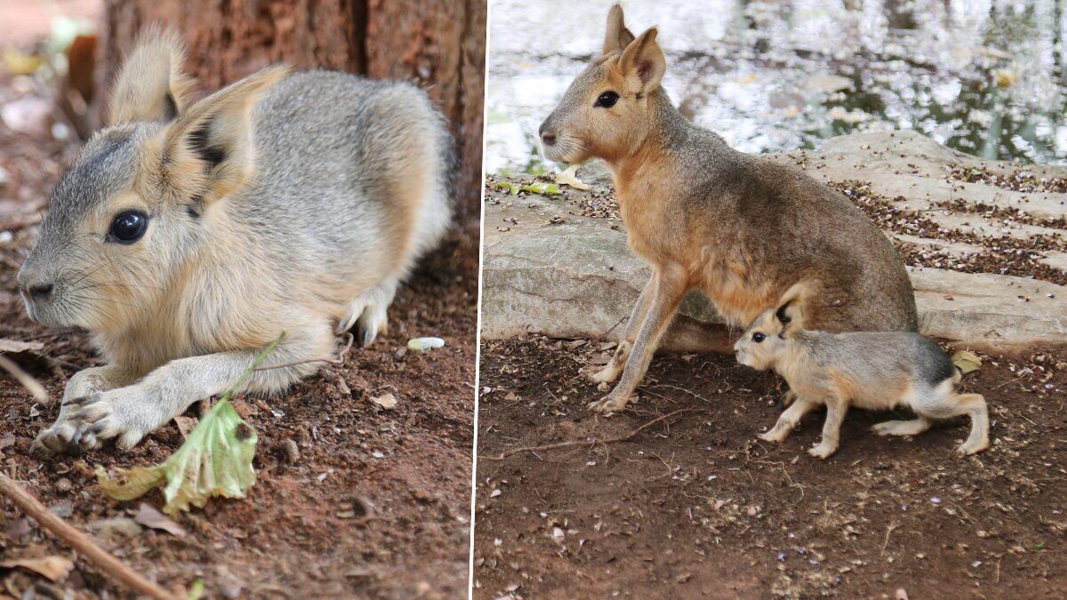 Rodent royalty: Korat Zoo’s new Patagonian attraction charms (video)