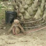 Monkey business: Morrisons cuts ties with Thai coconut suppliers