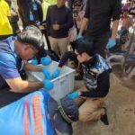 Sea turtle lays eggs on Koh Larn, delighting tourists | Thaiger