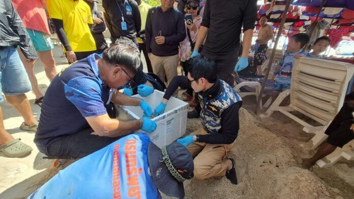 Sea turtle lays eggs on Koh Larn, delighting tourists