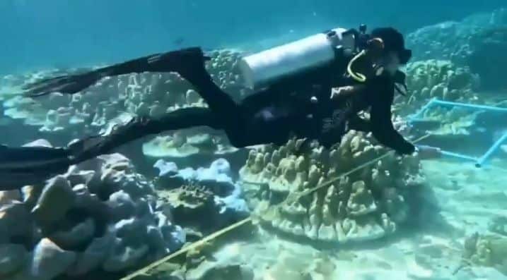 Phi Phi Islands reopen snorkelling and diving after coral recovery | News by Thaiger