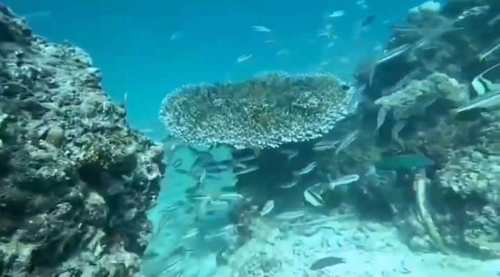 Phi Phi Islands reopen snorkelling and diving after coral recovery | News by Thaiger