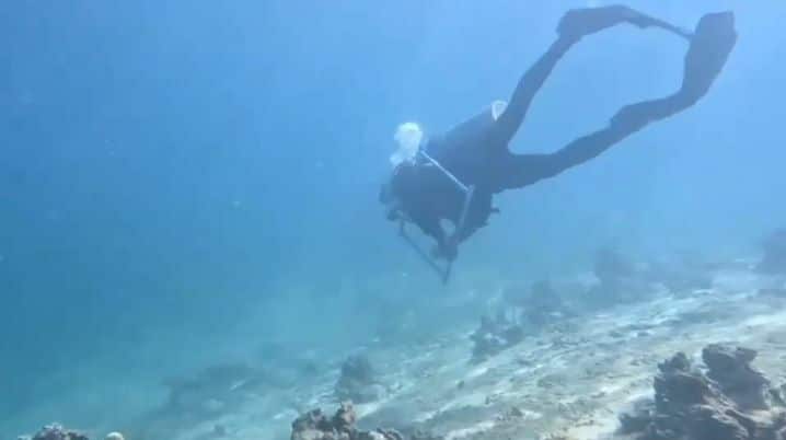 Phi Phi Islands reopen snorkelling and diving after coral recovery | News by Thaiger
