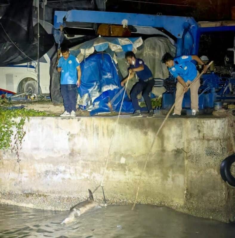 Sea tragedy: Dead dolphin found near Phuket sparks investigation | News by Thaiger