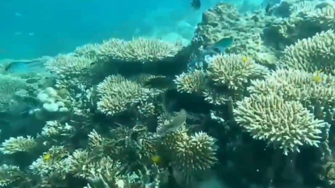 Phi Phi Islands reopen snorkelling and diving after coral recovery | News by Thaiger
