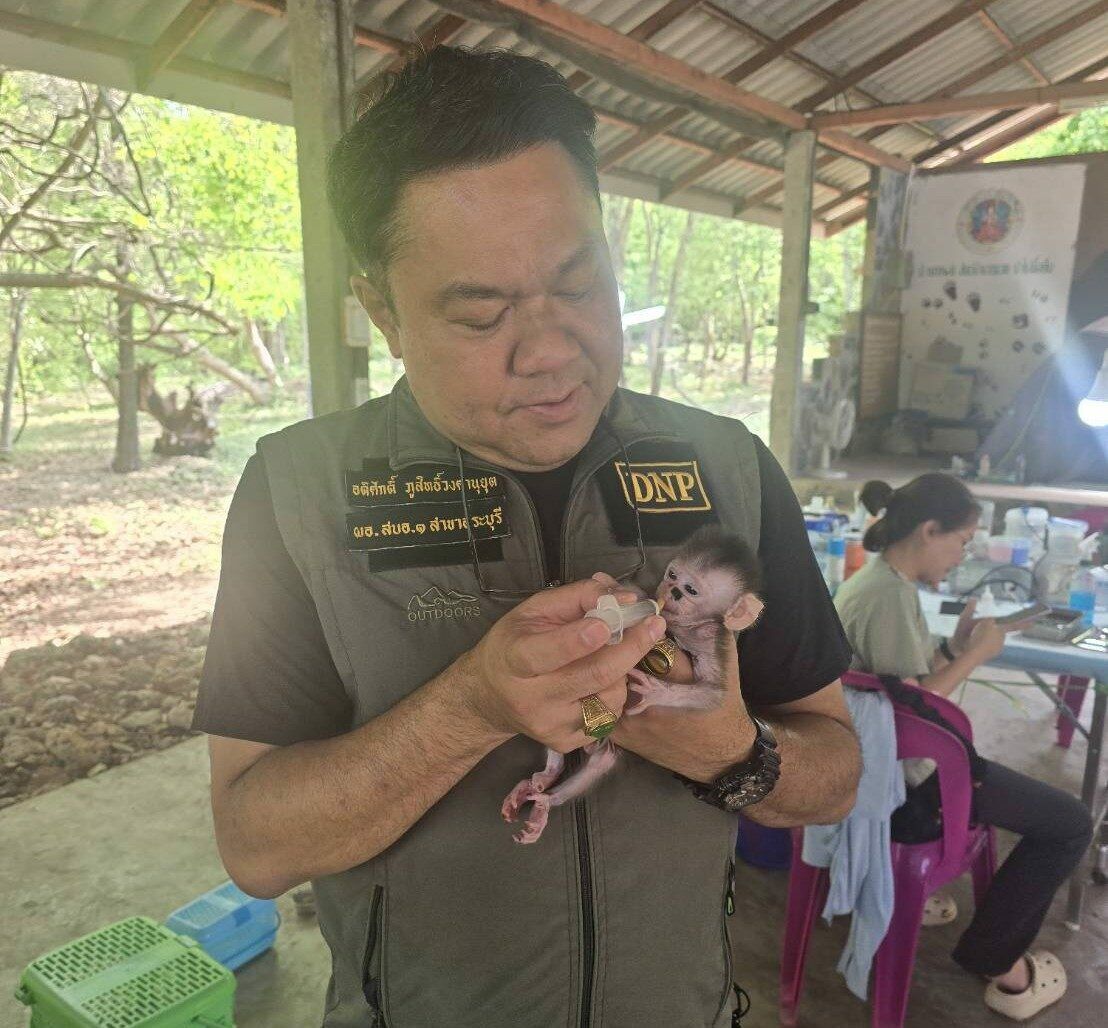 Monkey mayhem: Nearly 300 sterilised in Lopburi crackdown | News by Thaiger