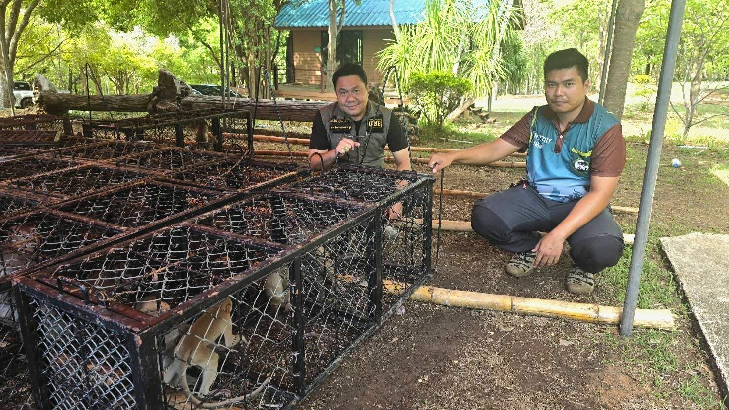 Monkey mayhem: Nearly 300 sterilised in Lopburi crackdown | News by Thaiger
