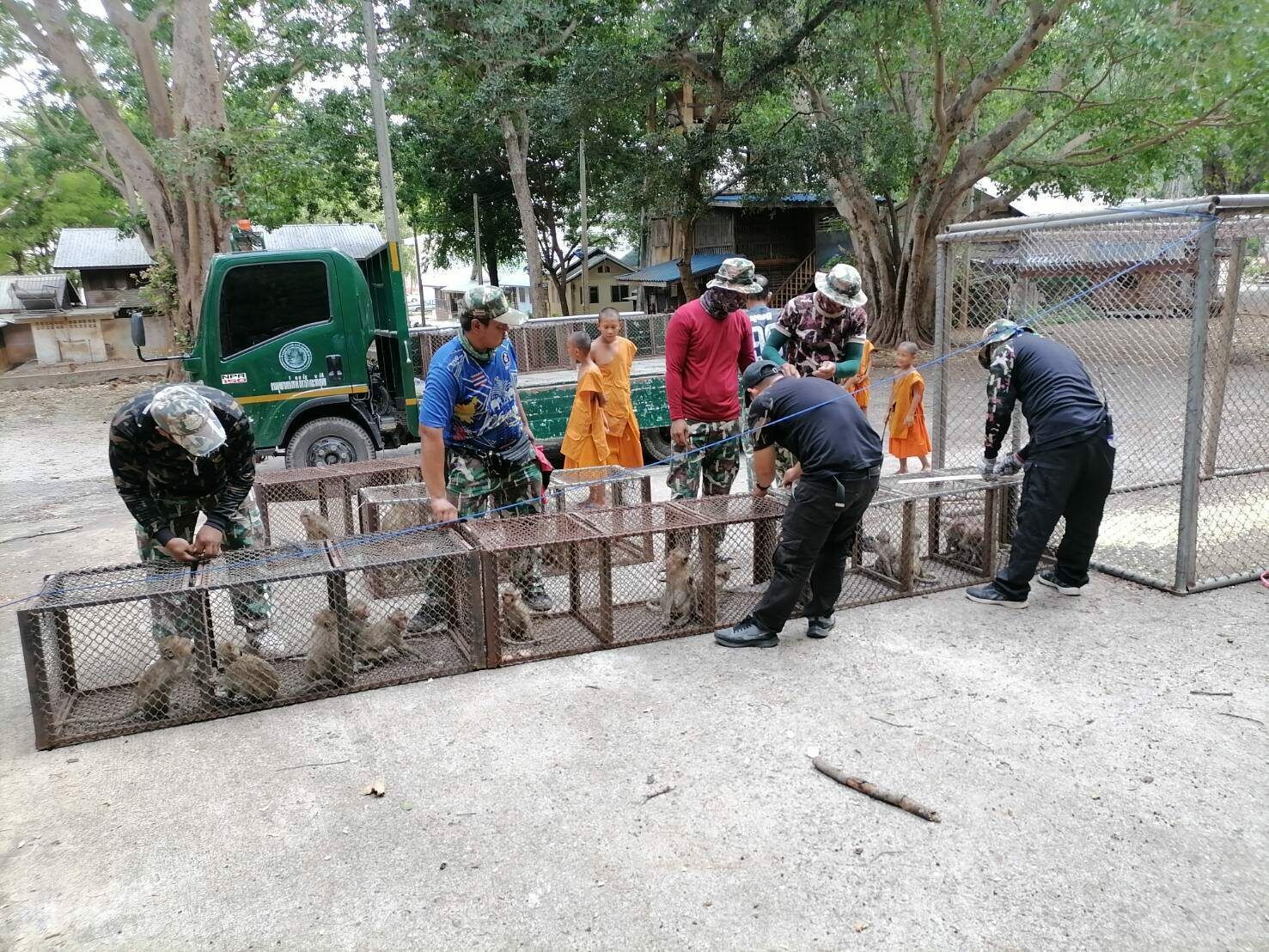 Monkey mayhem: Nearly 300 sterilised in Lopburi crackdown | News by Thaiger