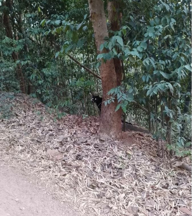 Black leopard wonder: Feline spotted hunting in Kaeng Krachan | News by Thaiger