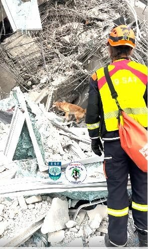 Hero dogs sniff for life after Bangkok skyscraper collapse (videos) | News by Thaiger