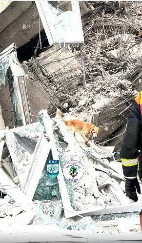 Hero dogs sniff for life after Bangkok skyscraper collapse (videos) | News by Thaiger