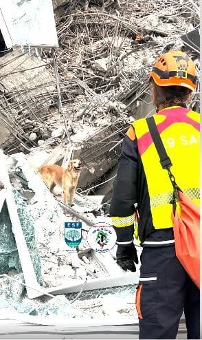 Hero dogs sniff for life after Bangkok skyscraper collapse (videos) | News by Thaiger