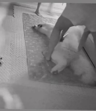 Dog chooses nap over escape during Bangkok earthquake (video) | News by Thaiger