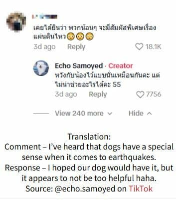 Dog chooses nap over escape during Bangkok earthquake (video) | News by Thaiger