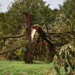 Whirlwind devastates Chanthaburi orchard, 50 tonnes of durian lost