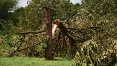 Whirlwind devastates Chanthaburi orchard, 50 tonnes of durian lost