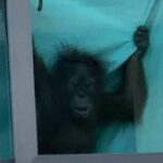 Who’s a cheeky monkey? Phuket cops go ape over missing orangutan | Thaiger