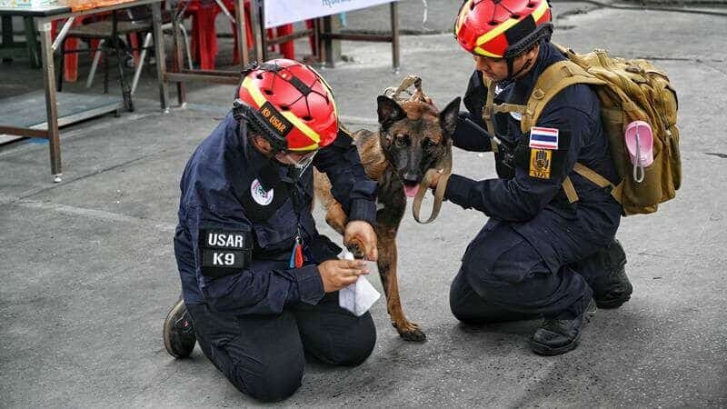 Police dogs bring paws of comfort after SAO building collapse | News by Thaiger