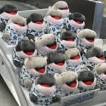 Thai airports welcome travellers with Moo Deng dolls for Songkran (video)