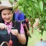 Thai agriculture minister boosts lychee farming in Nakhon Phanom