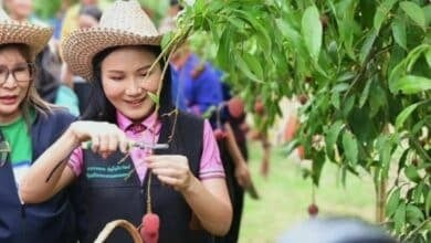 Thai agriculture minister boosts lychee farming in Nakhon Phanom