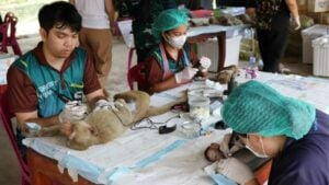 Monkey mayhem: Nearly 300 sterilised in Lopburi crackdown