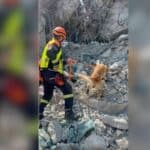 Hero dogs sniff for life after Bangkok skyscraper collapse (videos) | Thaiger