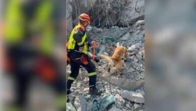 Hero dogs sniff for life after Bangkok skyscraper collapse (videos)