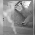 Dog chooses nap over escape during Bangkok earthquake (video)