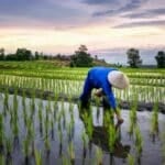 Rice and fall: Thai fragrant rice at risk as US tariffs give Vietnam edge