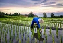 Rice and fall: Thai fragrant rice at risk as US tariffs give Vietnam edge
