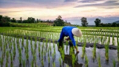 Rice and fall: Thai fragrant rice at risk as US tariffs give Vietnam edge