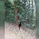 Black leopard wonder: Feline spotted hunting in Kaeng Krachan
