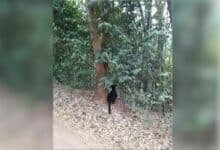 Black leopard wonder: Feline spotted hunting in Kaeng Krachan