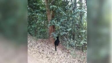 Black leopard wonder: Feline spotted hunting in Kaeng Krachan