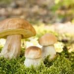 Warning: Deadly mushrooms on the rise this rainy season